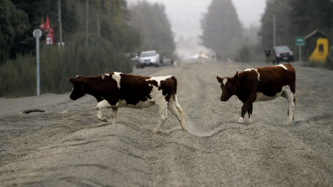 Erupción del Calbuco: Gobierno anunció 