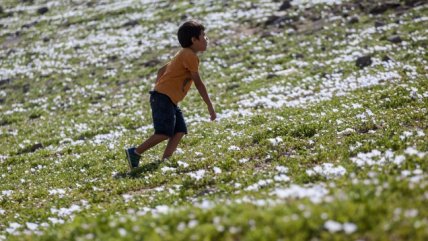El verde panorama que sorprendió en los cerros de Antofagasta