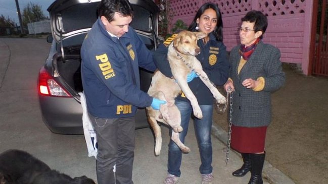 PDI detuvo a joven de 16 años que subió video a internet donde agredía a un perro