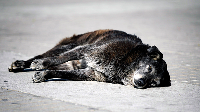Presidenta Bachelet confía en cumplir meta de esterilización de perros callejeros en agosto