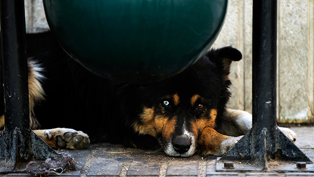 Veterinarios calificaron de 