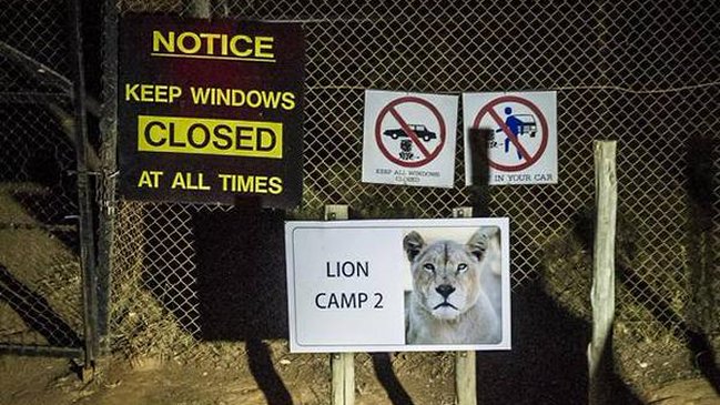 Sudáfrica: Leones devoraron a una mujer que salió de su vehículo para fotografiarlos