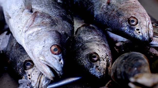 Gobierno descartó derogación de la Ley de Pesca