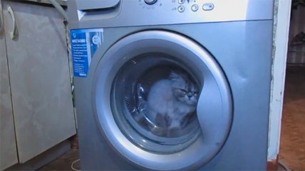 Polémica desata video que registra a gato al interior de lavadora