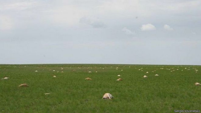 La misteriosa enfermedad que mató miles de antílopes