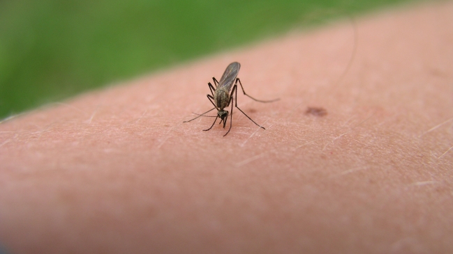 Qué es el virus zika, la enfermedad que se extiende por América Latina