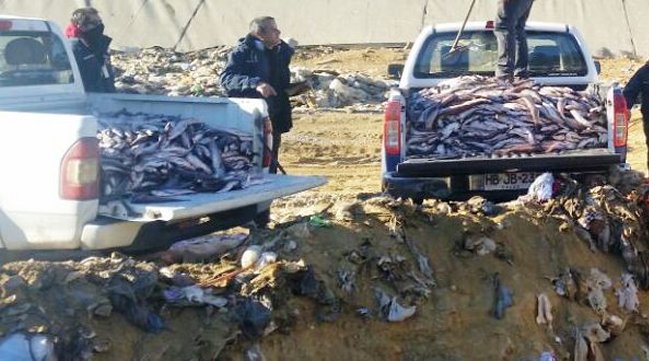 Autoridades decomisaron más de tres mil kilos de pescado en Valparaíso