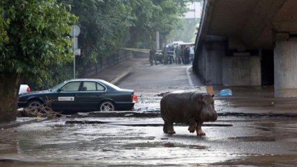  Los animales fugados de zoológico en una ciudad inundada  