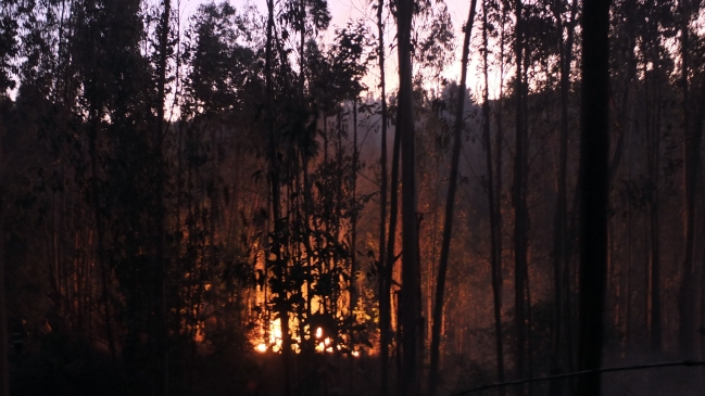Decretan alerta roja para la comuna de Valparaíso por incendio forestal