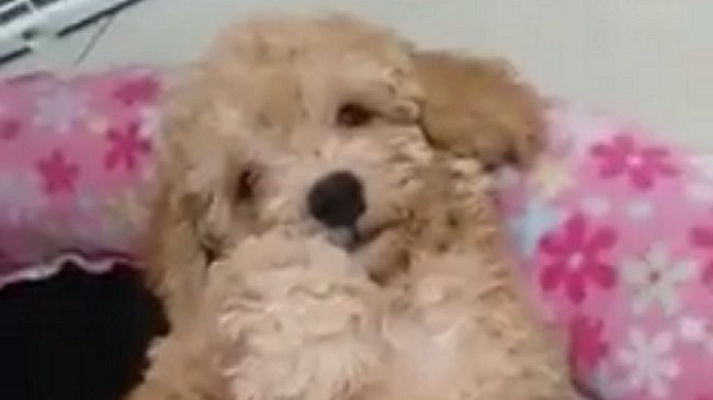 Historia de cachorro retenido en un aeropuerto generó conmoción en redes sociales