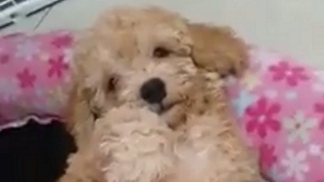 Historia de cachorro retenido en un aeropuerto generó conmoción en redes sociales