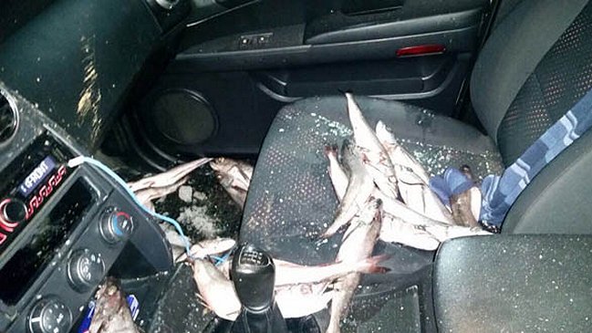 Sernapesca denunció 