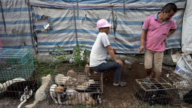 Yulin: El polémico festival chino en el que se comen 10.000 perros