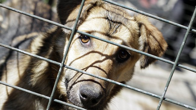 ¿Por qué comer carne de perro es un tabú en Occidente?