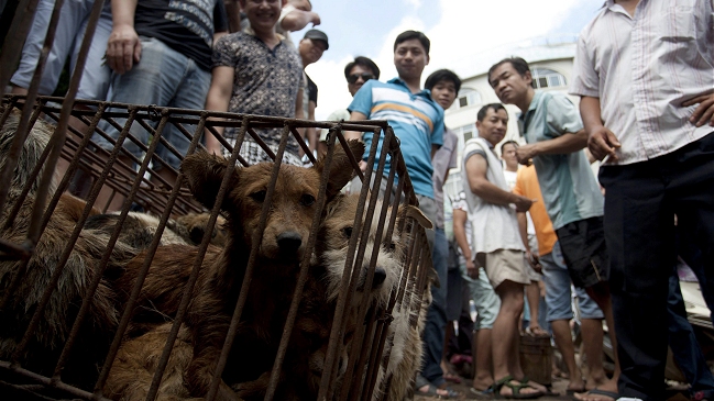 Activista salvó a 400 animales del festival de carne de perro en China