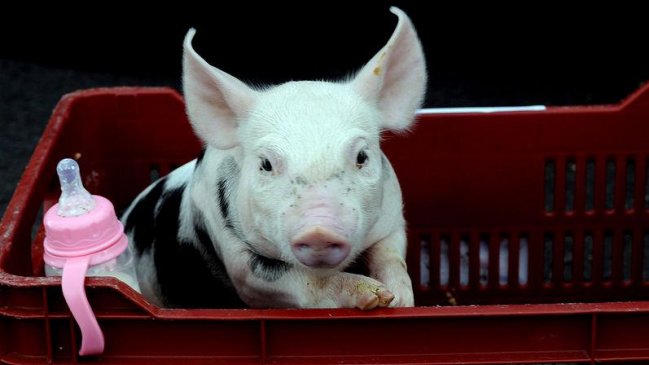 La cerdita que se transformó en 