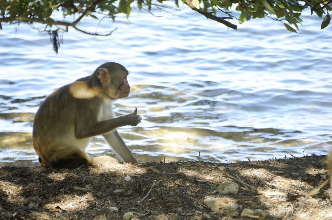 Puerto Rico: Escaparon 30 monos infectados con virus que eran utilizados para estudios