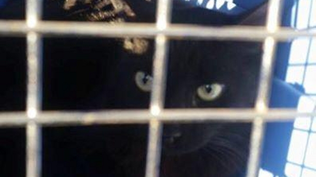 Bomberos rescataron a gata que pasó 13 días atrapada arriba de una palmera