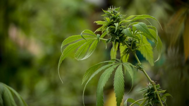Cámara de Diputados aprobó en general despenalizar autocultivo de cannabis