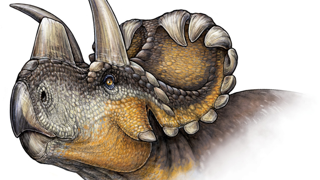 Descubren nueva especie de dinosaurio cornudo