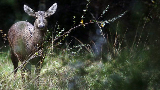 Intentan revertir la extinción de huemules al sur de Chile