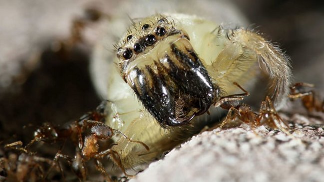 Científicos explican el éxito de supervivencia de los insectos