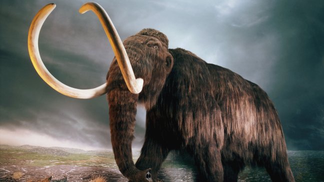 Un abrupto cambio climático fue el causante de la desaparición de los mamuts