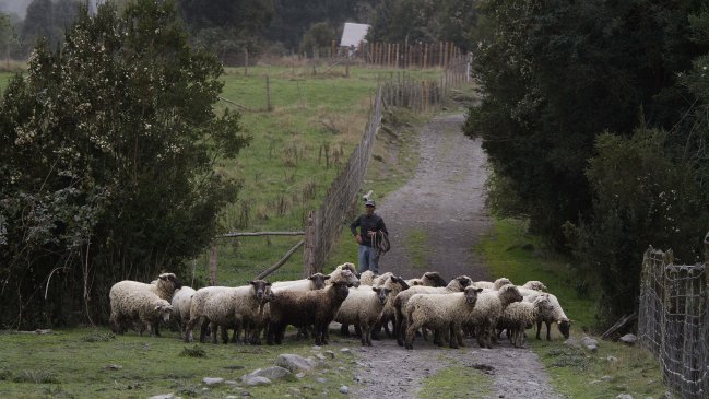 Muerte de animales por la sequía preocupa a autoridades del Maule