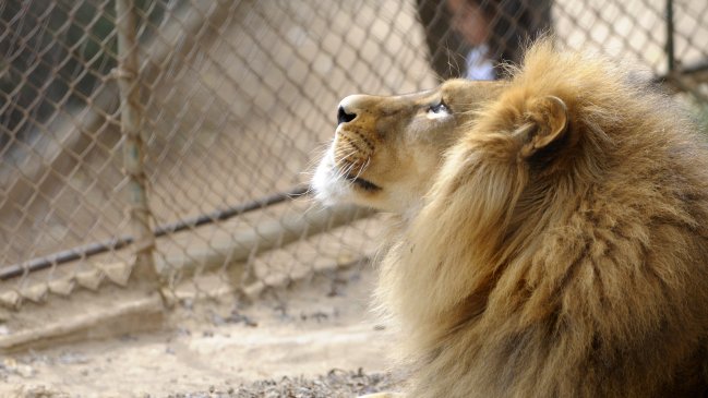 ¿Quién mató al león insignia de Zimbabue?