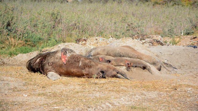 ONG denunció matanza de lobos marinos en Coquimbo