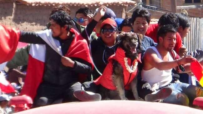 Perro que acompañó protestas en Bolivia tiene miles de seguidores en Facebook