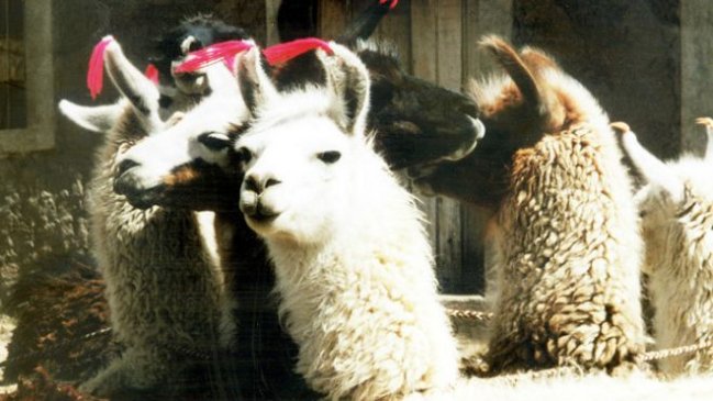 ¿Por qué murieron más de 170.000 alpacas en Perú?