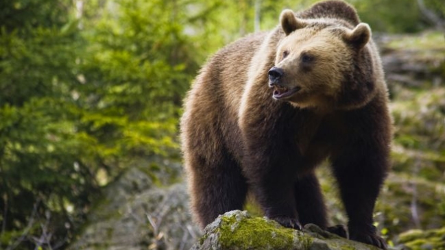 Un excursionista murió por ataque de un oso en Yellowstone