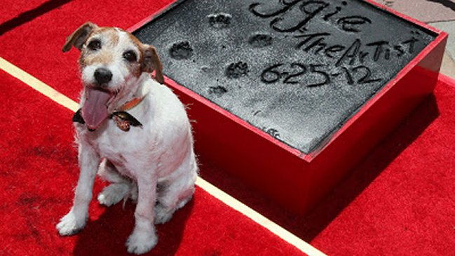Murió Uggie, el perro estrella de la película 