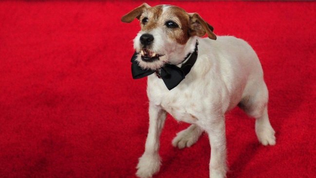 ¿Cuidan realmente a los animales en el séptimo arte?