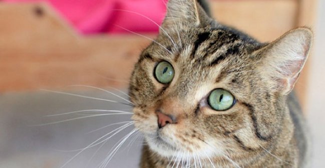 El consumo de carne de gato se mantiene en Vietnam pese a estar prohibido