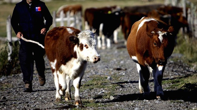 Chile invita a empresarios chinos a invertir en su pujante sector agropecuario