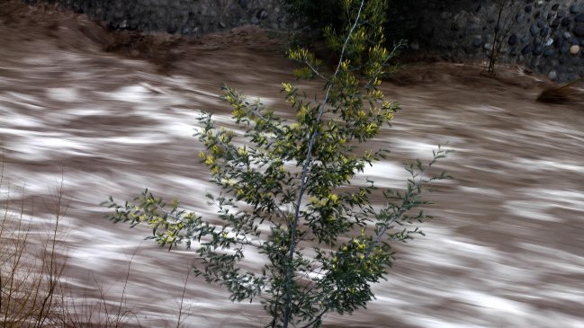 Onemi decretó alerta amarilla por aumento del caudal del río Loncomilla en el Maule