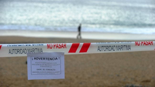 Armada retiró más de dos mil medusas de las costas de Valparaíso