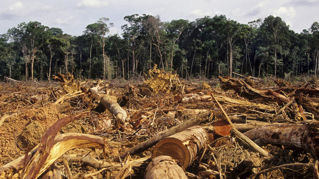 El Mundo perdió en 25 años una superficie de bosques del tamaño de Sudáfrica