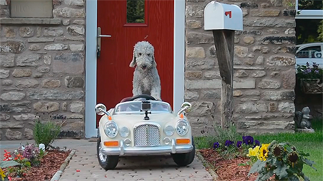 [Video] Perro se hace famoso por manejar un Rolls Royce - Cooperativa.cl