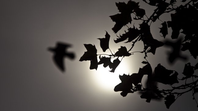 Alergias: Expertos piden parar plantación de plátanos orientales en Chile