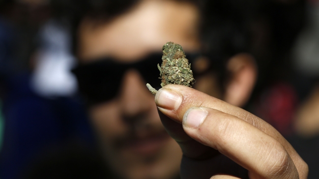 Despenalización de la marihuana: Gobierno plantea rebaja de sanciones