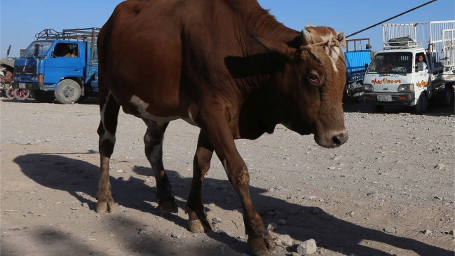 Musulmán fue linchado hasta la muerte en la India por sacrificar una vaca