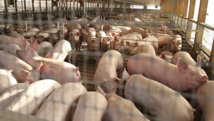 Gobierno estudia posibilidad de reabrir planta faenadora de cerdos en Freirina