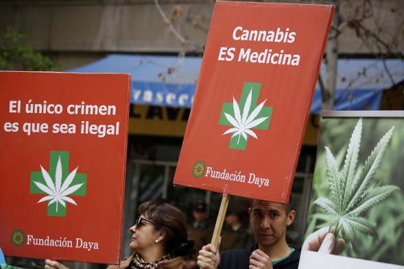 [Fotos] Organizaciones A Favor Del Uso Medicinal De La Marihuana ...