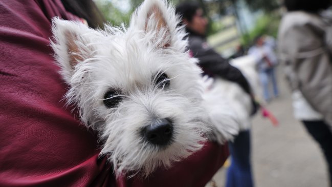 Los perros son más propensos que los gatos al cáncer de piel