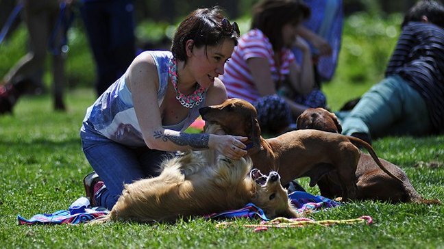 Portal Ñuñoa acoge nueva jornada de adopción de perros este domingo