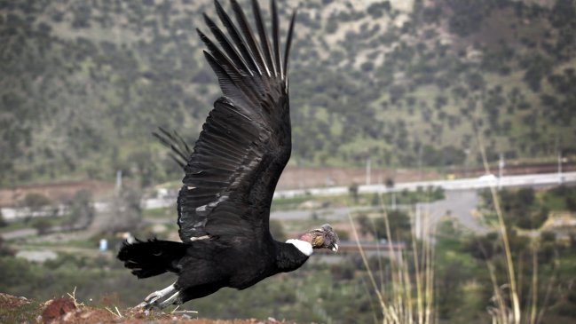 Cóndores de los Andes chilenos llegan a Colombia para repoblar las montañas