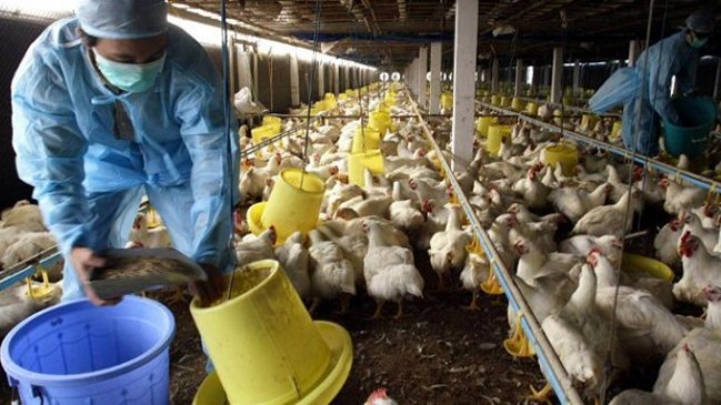 Conadecus presentó demanda colectiva por colusión en precios de pollos